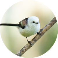 シマエナガのイメージ