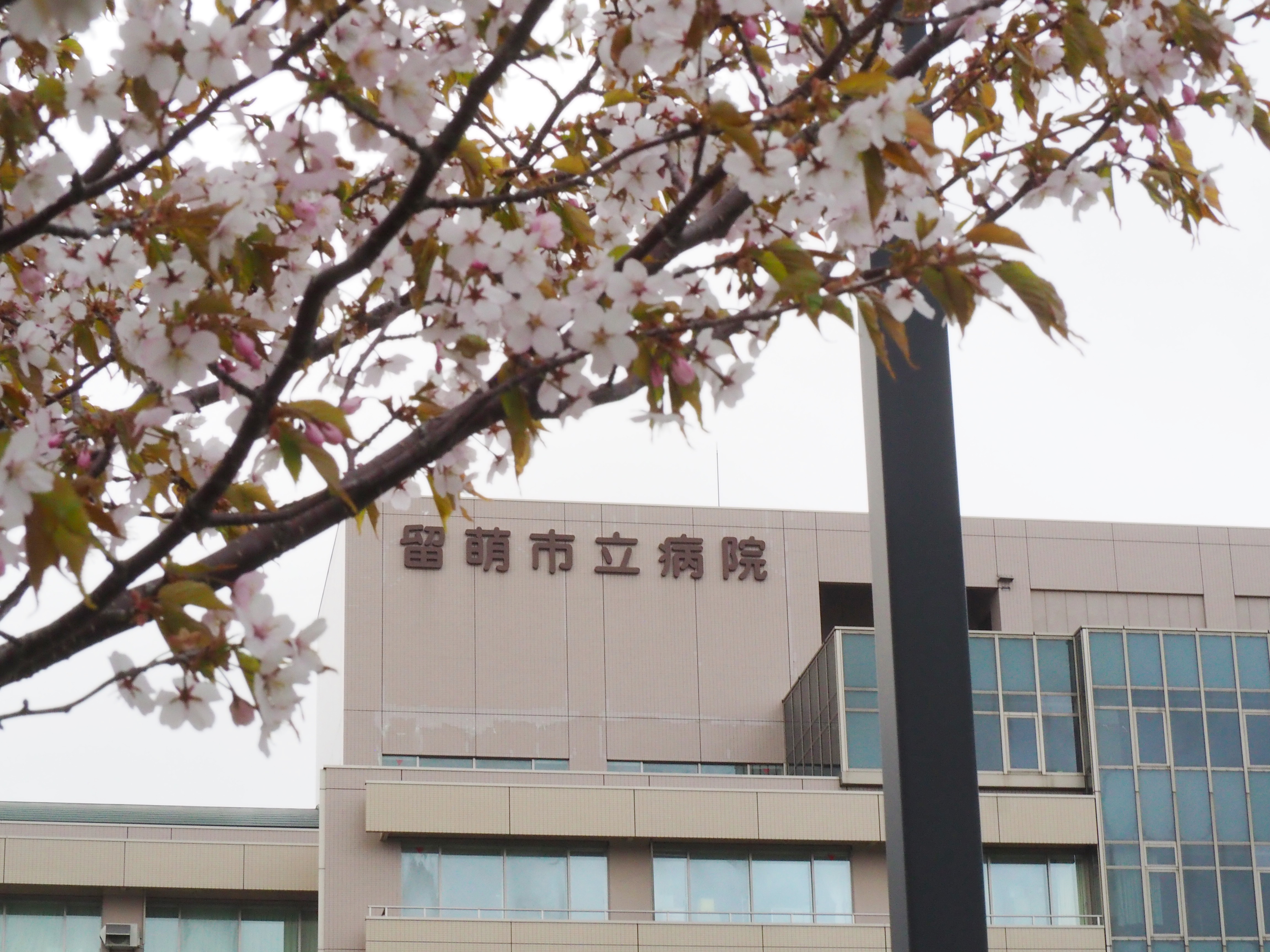 桜と病院